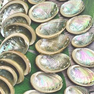15Assorted ABALONE SEASHELLS MIXED LOT CRAFTING DIY SUPPLIES COASTAL BEACH DECOR